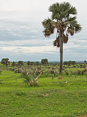 savannelandschap-im-murchison-falls-nationalpark.jpg?b=1&s=170x170&k=20&c=uiUYwH0tmqI5Pbrwrkd0BPEqQAm3f2-bZMfwxl40FwQ=