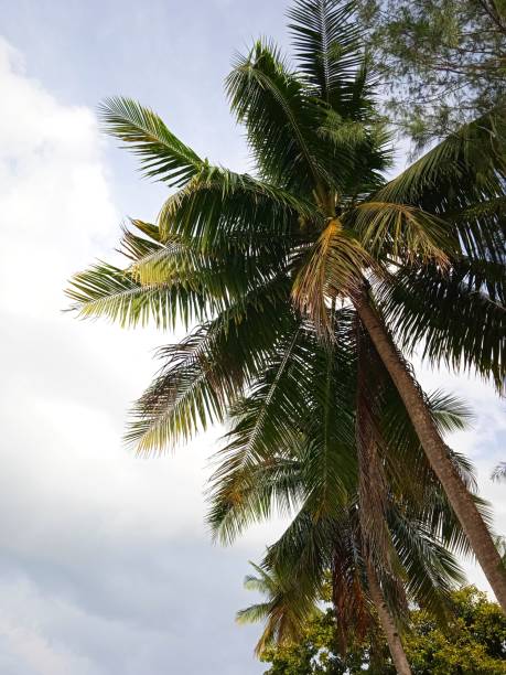 istock Coconut leaves and slightly cloudy blue sky 1289739833