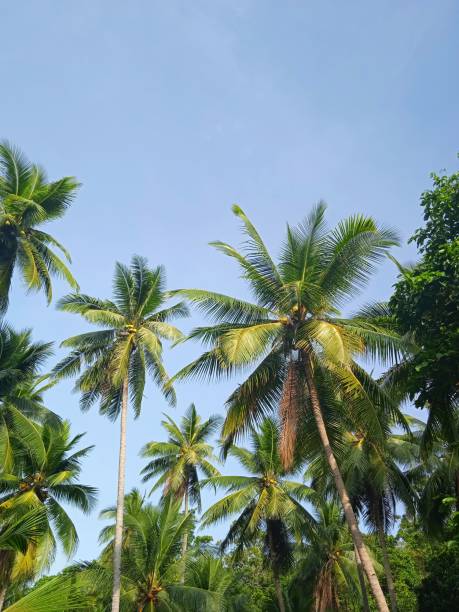 istock Coconut leaves and slightly cloudy blue sky 1289739882