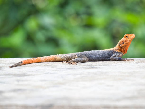 istock Red Headed Agama Lizard in het Murchison Falls National Park 1289740217