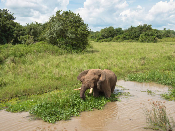 istock A Drinking African Elephant in murchison falls national park 1289740245