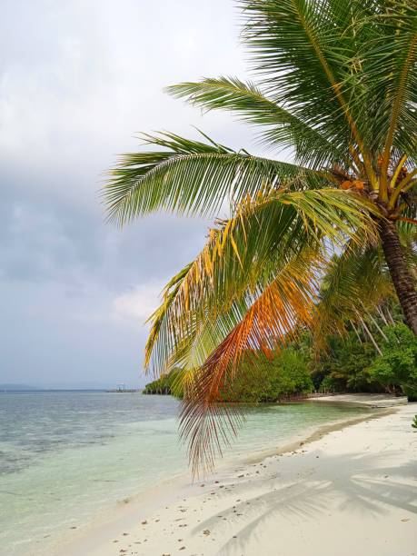 istock Coconut leaves and slightly cloudy blue sky 1289740307