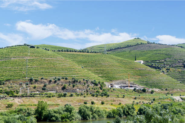istock Vineyards in the Douro Valleyport 1289741128
