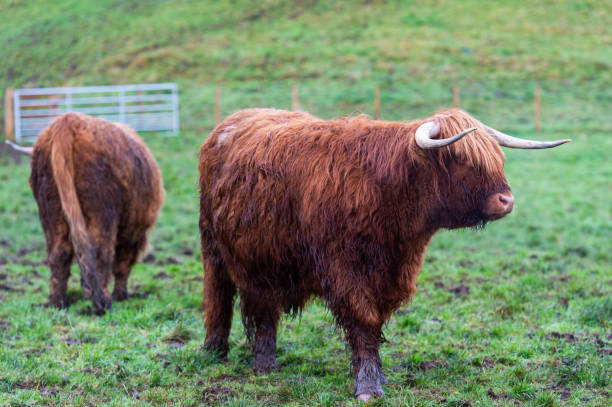 istock Two highland cattle standing in a Scottish field on a cold winter morning with one with its back to the camera 1289741299