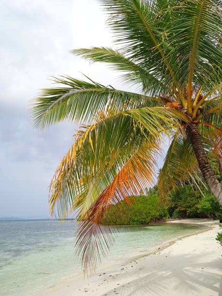 istock Coconut leaves and slightly cloudy blue sky 1289741412