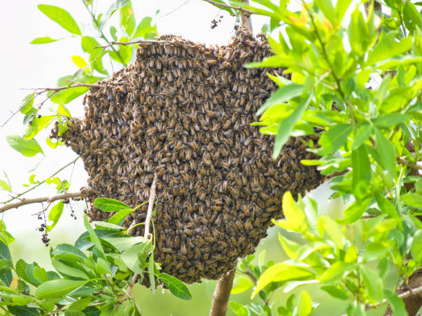 istock A bee's nest in Lake Mburo National Park 1289741484