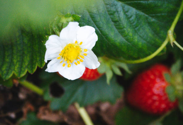 istock Strawberry Flower Close-up 1289741654
