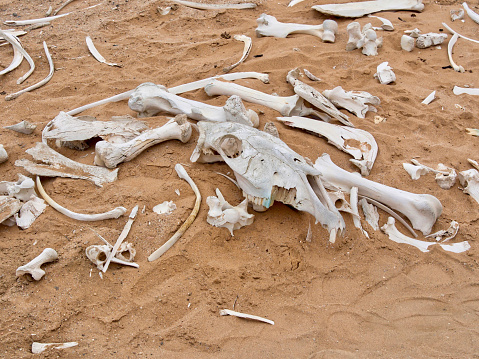 Skeleton Coast, Namib-woestijn