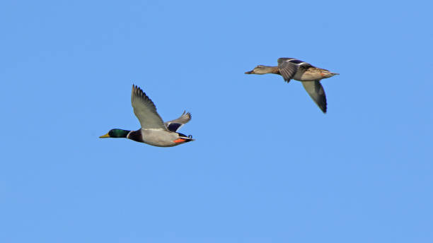 istock Two mallard ducks flying against a blue sky 1289744143