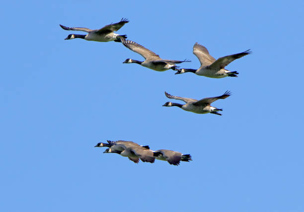 istock Seven Canada geese flying together against a blue sky 1289744169