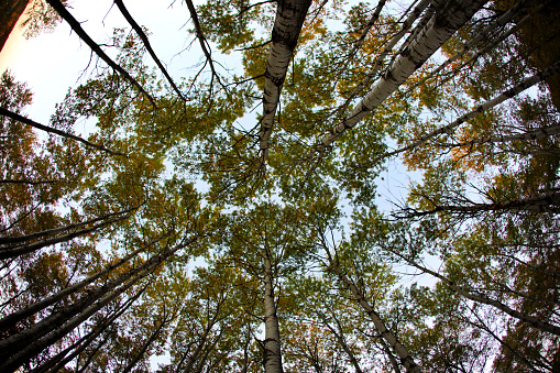 Looking up at pine forest with fisheye lens