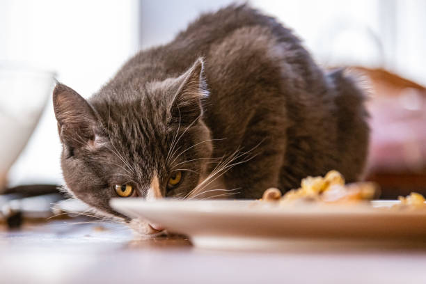 istock young gray and white cat eating roast chicken 1289745364