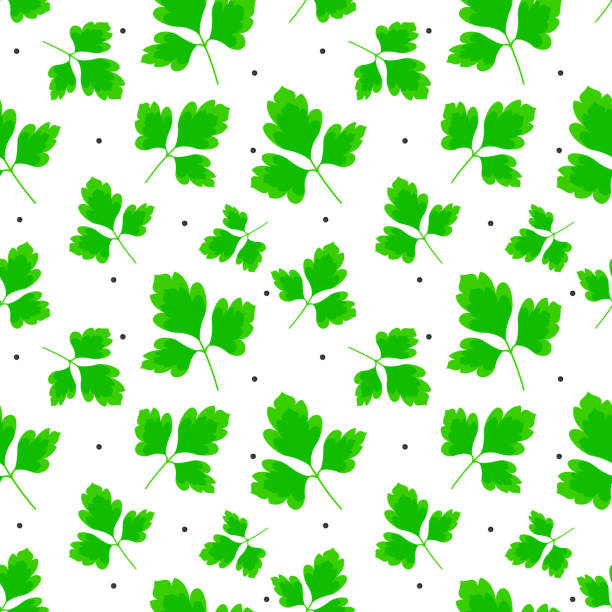 ilustrações de stock, clip art, desenhos animados e ícones de seamless pattern, green leaves of parsley or cilantro with spices on a white background. - cilantro parsley spice white background