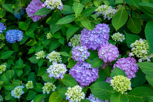 Flower bed full of blossoming blue and purple Hydrangea.
