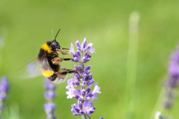 istock Shaggy bumblebee on a purple bloom 1289747340