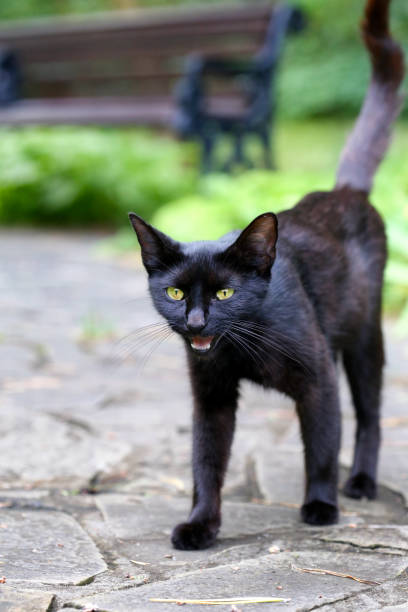 istock Black cat on the pavement with a raised tail 1289747783