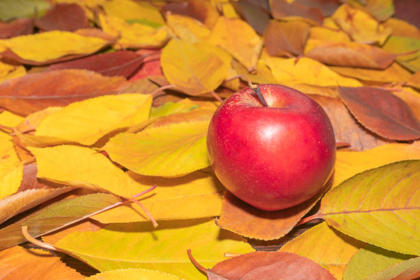 Red apple and autumn leaves. Golden autumn in still life. Season autumn concept. Fall with golden leafs and apple.