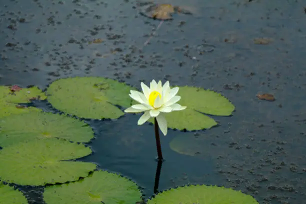 White color water lily Nymphaeaceae or in a pond, selective focus