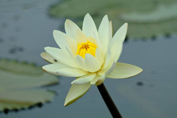 Beautiful water lily. Lotus flower with green leaves