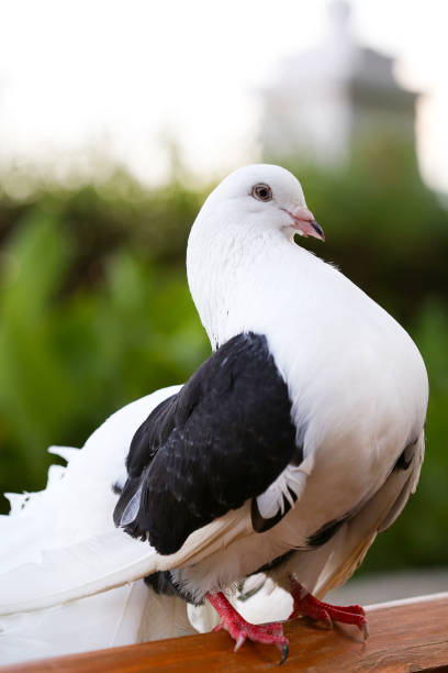 istock Purebred Pigeon Close-Up on Green Grass Background 1289748878