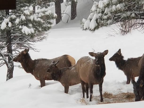 istock Elk herd with calves in the deep snow 1289749166
