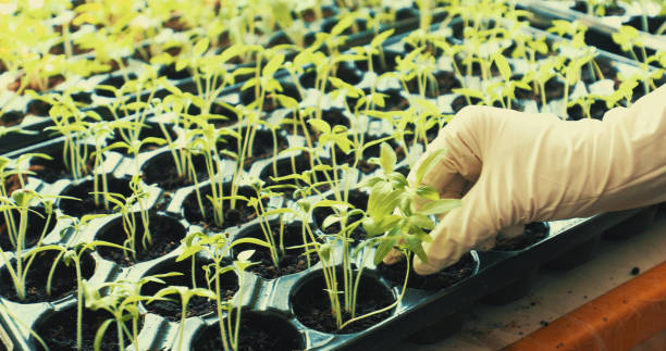 istock In love with gardening 1289750264