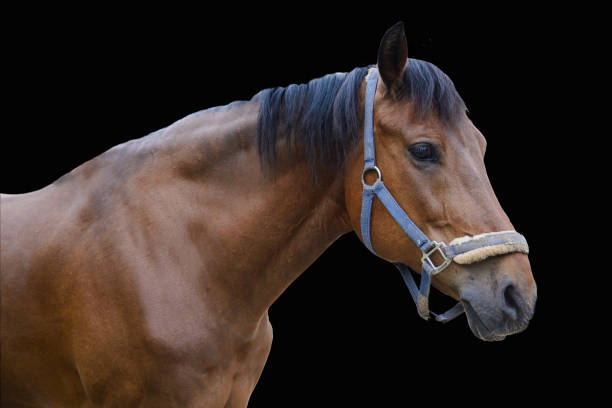 istock Horse isolated on background. 1289750363