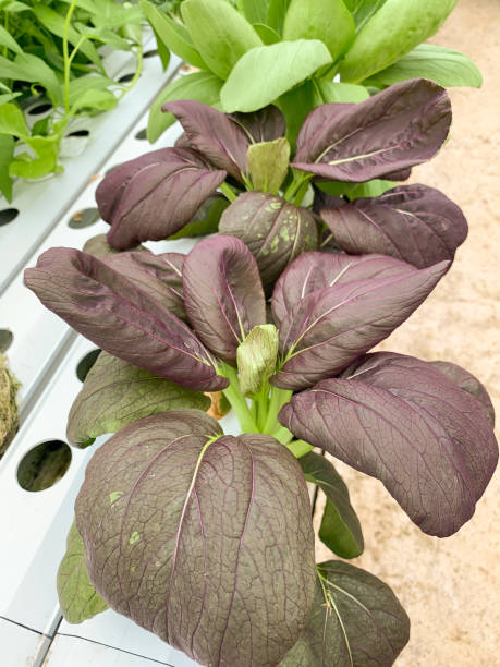 istock mustard plant is purple 1289750546