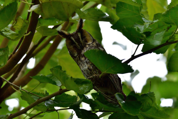 istock Owl posing on a tree, Common Owl (Asio otus) posing on the branch 1289750684