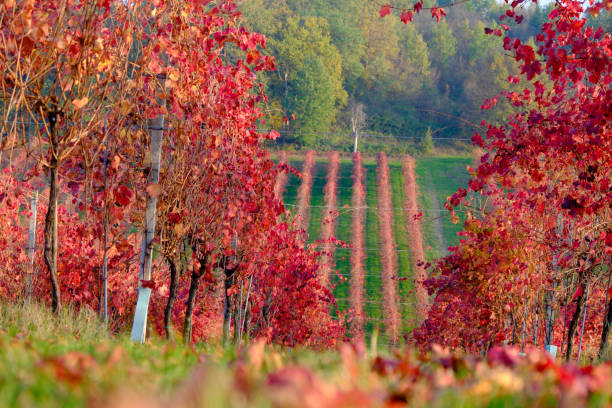 vignobles lambrusco grasparossa à castelvetro di modena au coucher du soleil en automne - lambrusco photos et images de collection