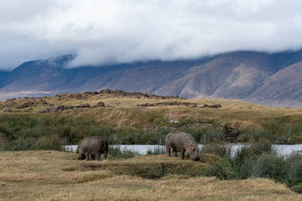 pair of hippopotamuses grazing in ngorongoro crater, tanzania - safari animals africa animals in the wild hippopotamus imagens e fotografias de stock