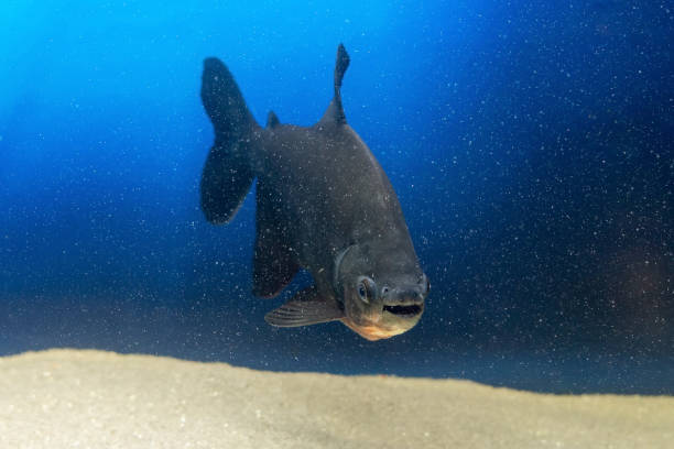 istock Black pacu fish Colossoma macropomum swims in the aquarium 1289754368