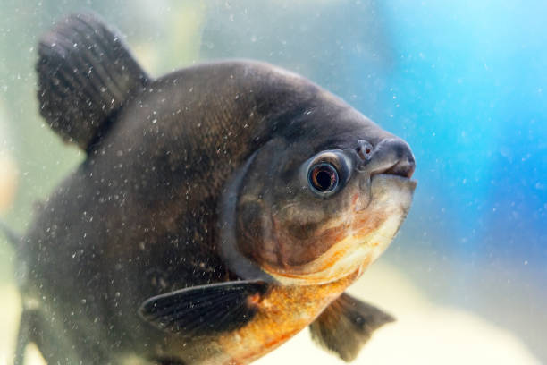 Black pacu fish Colossoma macropomum swims in the aquarium.