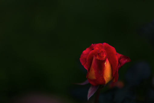 Bright red and orange rose flower on a black background, with free space for text