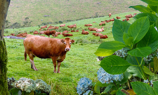 Meat cows grazing in the Azores