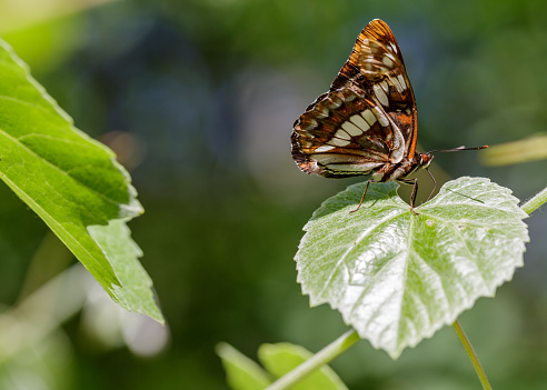 Admiral Butterfly with green background. In the Willamette Valley of Oregon. Not captive, free flying.