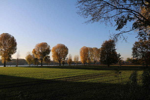 Golden autumn in Cologne, Germany
