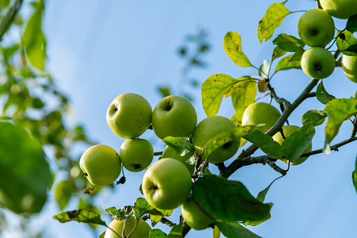 Green apples hangs on the branch of apple tree in orchard. Sunny day. Selective focus. Natural organic food theme.