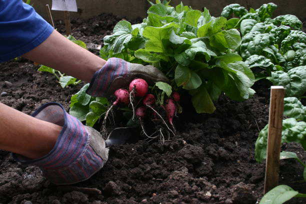 istock RADISHES-Urban Garden Vegetables 1289762690