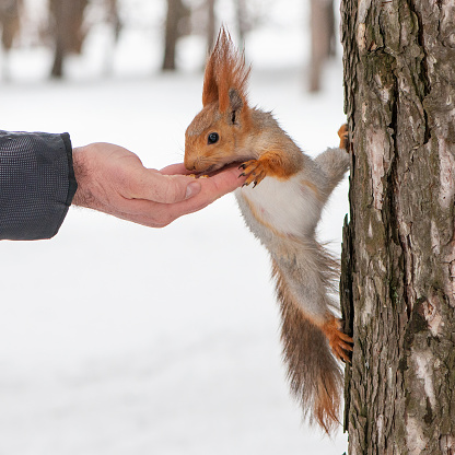 European red squirrel eats nuts from hand.