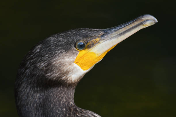 istock Head great cormorant on a dark background. Phalacrocorax carbo 1289763770