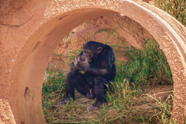 istock Monkey resting and eating his food 1289764315