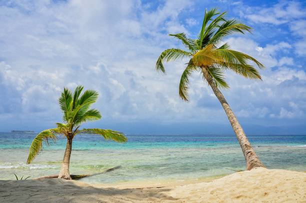 istock palm trees facing the ocean on a Caribbean island 1289765164