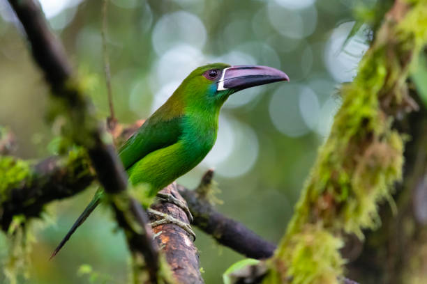 Crimson-rumped toucanet, aulacorhynchus haematopygus. Bird found in humid Andean forests in western Ecuador.