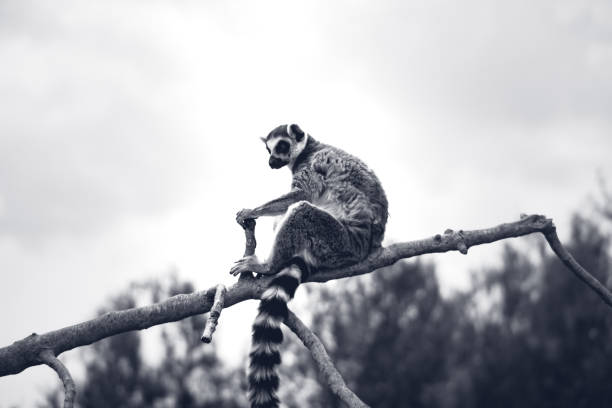 Photo of a beautiful lemur