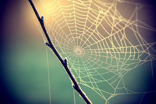 A Spider Web on a frosty morning in Winter with sunlight shining through