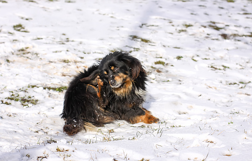 Adult healthy active mongrel dog scratching his ears sitting on snow