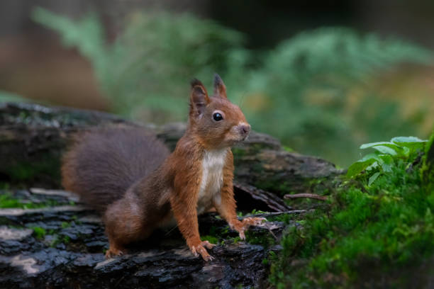 istock Cute and hungry Red Squirrel (Sciurus vulgaris) eating a nut 1289768575