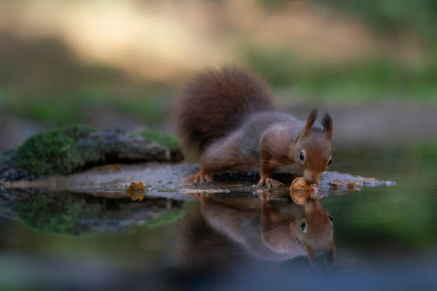 bonita y hambrienta ardilla roja (sciurus vulgaris) comiendo una nuez - protection animal autumn close to fotografías e imágenes de stock