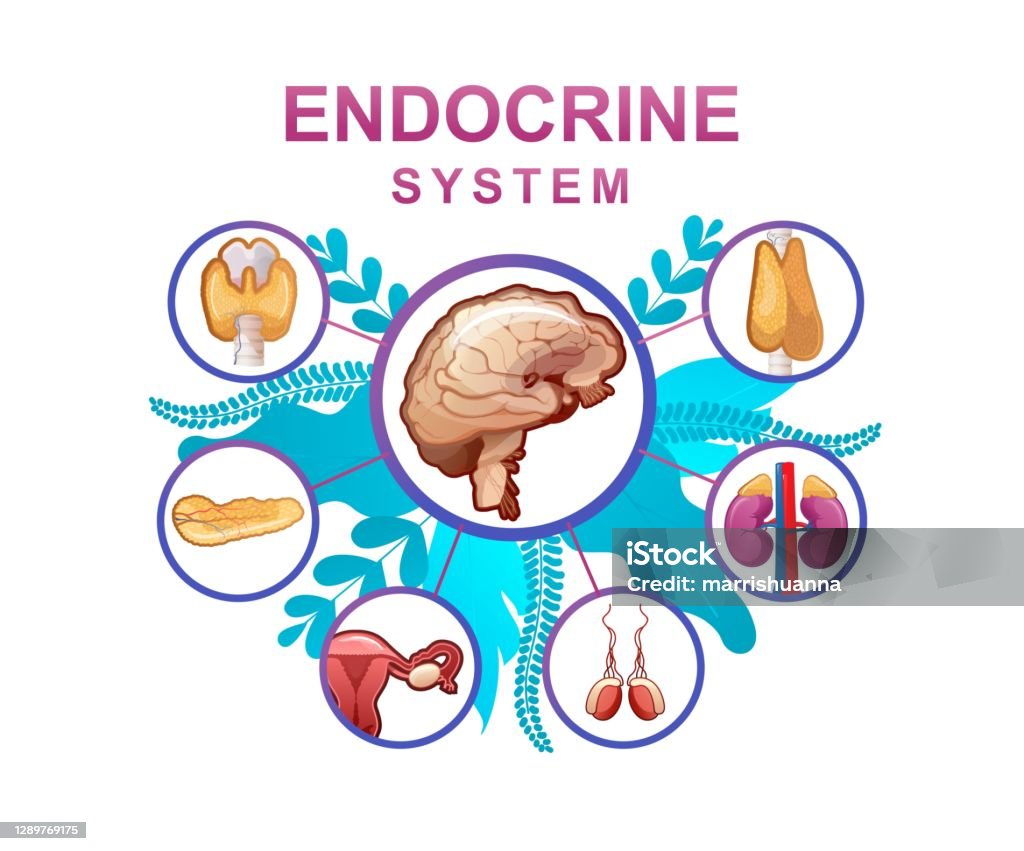 human endocrine system vector illustration Human endocrine system, glands and their location in the body information vector illustration for education and familiarization Endocrine System stock vector